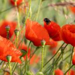 Wetter: Sonnenschein in Rheinland-Pfalz und im Saarland erwartet