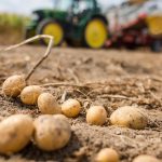 Landwirtschaft: Pflanzenkrankheit Stolbur auch in Sachsen nachgewiesen