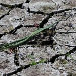 Wasserversorgung: Grundwasserstände in Sachsen gesunken - Managementkonzept