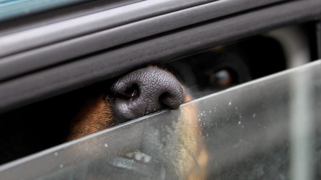 Sommerhitze: Hund stirbt im verschlossenen Auto