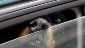 Sommerhitze: Hund stirbt im verschlossenen Auto
