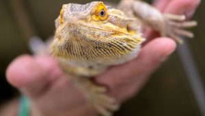 Tiere: Exotische Echsen in Steinbruch gefunden