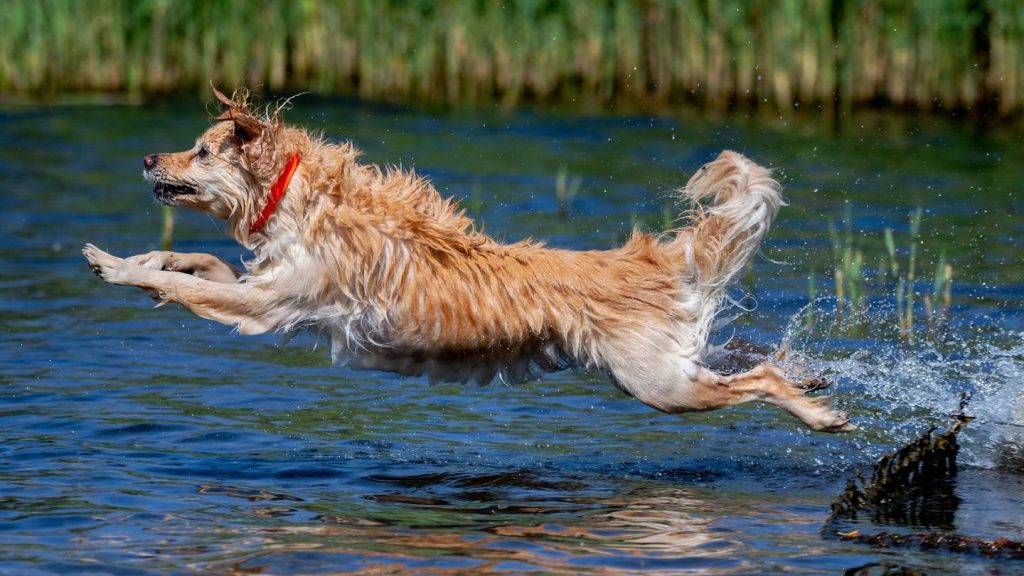 Stabiles Hoch: "Lupenreines Sommerwetter"
