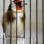 Prozess um illegalen Handel mit Vögeln in Frankreich