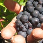 Champagner: Prozess um "Weinlese der Schande" startet in Frankreich