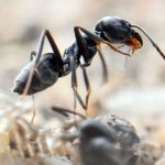Insekten in Superkolonien: Wie gegen die eingewanderte Ameise vorgegangen werden kann