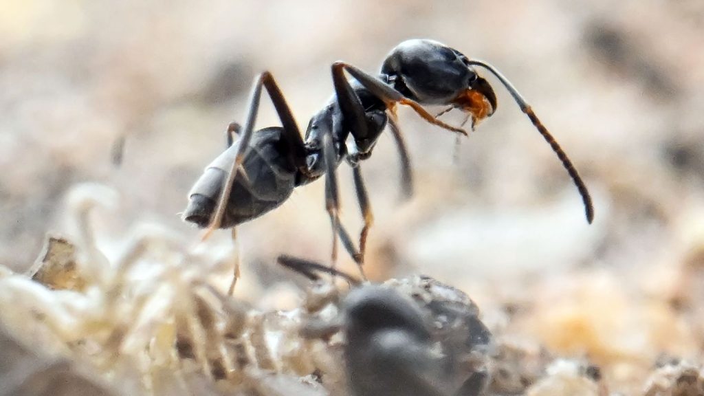 Insekten in Superkolonien: Tapinoma-Ameise breitet sich aus - wie ist sie zu erkennen?