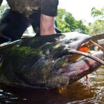 Große Fische: Wels-Alarm am Badesee – muss ich mir Sorgen machen?