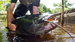 Große Fische: Wels-Alarm am Badesee – muss ich mir Sorgen machen?