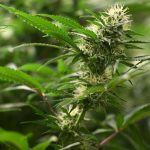 Cannabis: Erst acht Cannabis-Anbauvereinigungen im Norden