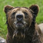 Honig-Vorräte verputzt: Zwei Bären aus Gehege in englischem Tierpark ausgebüxt