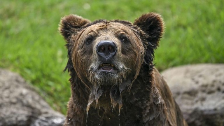 Honig-Vorräte verputzt: Zwei Bären aus Gehege in englischem Tierpark ausgebüxt