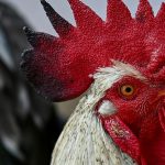 Brauchtum Hahneköppen bleibt in Solingen unter Auflagen erlaubt