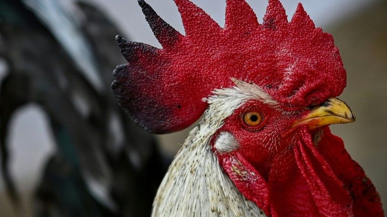 Brauchtum Hahneköppen bleibt in Solingen unter Auflagen erlaubt
