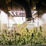 Cannabis-Legalisierung: Zehn Hamburger Vereinigungen bauen Cannabis an