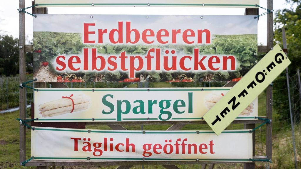 Erdbeeren zum Selbstpflücken: Gegen das Sattessen - Mindestabnahme auf dem Erdbeerfeld?