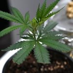 Medizinisches Cannabis: Philippi verlangt strengere Regeln für Cannabis auf Rezept