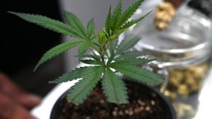 Medizinisches Cannabis: Philippi verlangt strengere Regeln für Cannabis auf Rezept
