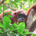Powernap gegen Schlafmangel: Auch Orang-Utans halten Mittagsschläfchen