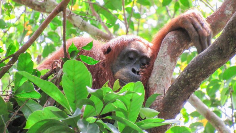 Powernap gegen Schlafmangel: Auch Orang-Utans halten Mittagsschläfchen