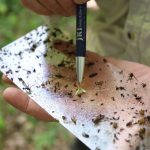 Forschung im Wald: Mit Düften Spannern, Spinnern und Wicklern auf der Spur