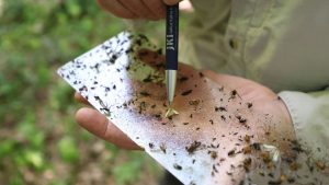 Forschung im Wald: Mit Düften Spannern, Spinnern und Wicklern auf der Spur