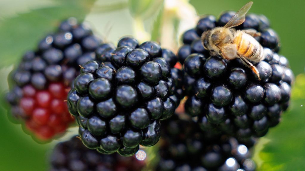 Landtag: Brombeer-Koalition will gesprächsbereit zur Linken bleiben