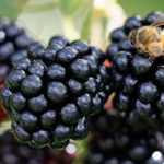 Landtag: Brombeer-Koalition will gesprächsbereit zur Linken bleiben