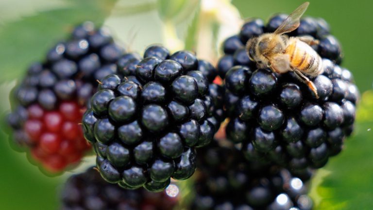 Landtag: Brombeer-Koalition will gesprächsbereit zur Linken bleiben
