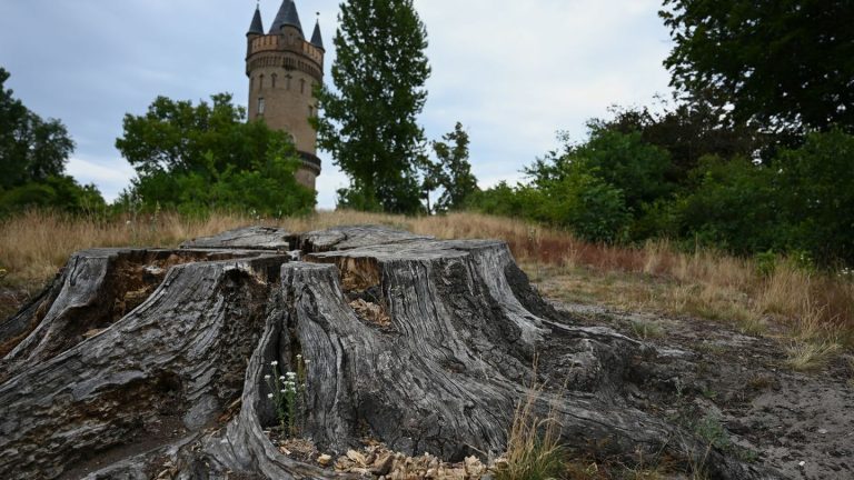 Brandenburger Parks: Gärten leiden unter Kimawandel - Land will gegensteuern