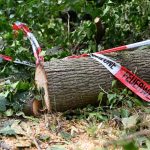 Klimakrise: Warum Dürre-geplagte Wälder Stürmen schwerer trotzen können