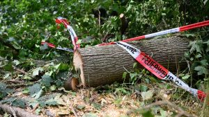Klimakrise: Warum Dürre-geplagte Wälder Stürmen schwerer trotzen können