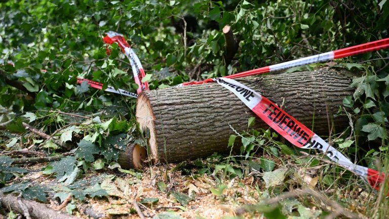 Klimakrise: Warum Dürre-geplagte Wälder Stürmen schwerer trotzen können