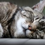 Langschläfer mit Vorzugsseite: Katzen sind Linksschläfer – aus gutem Grund