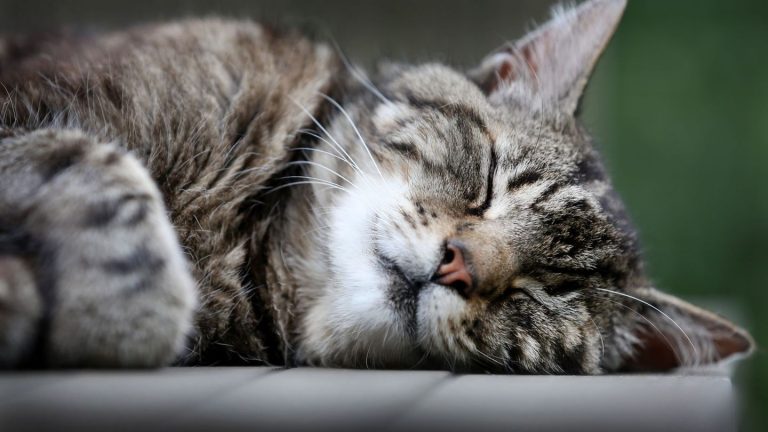 Langschläfer mit Vorzugsseite: Katzen sind Linksschläfer – aus gutem Grund