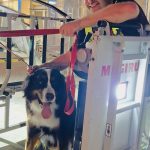 Tiere: Feuerwehr rettet Hund vom Dach eines Einkaufszentrums