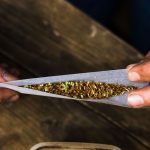 Pilotprojekt: Cannabis-Anbau in Rheinland-Pfalz: "Die Lernkurve war steil"