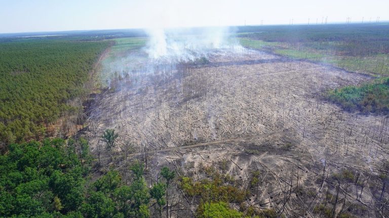 Waldbrände: Waldbrandschutzbeauftragter: Brauchen dringend Ehrenamtliche