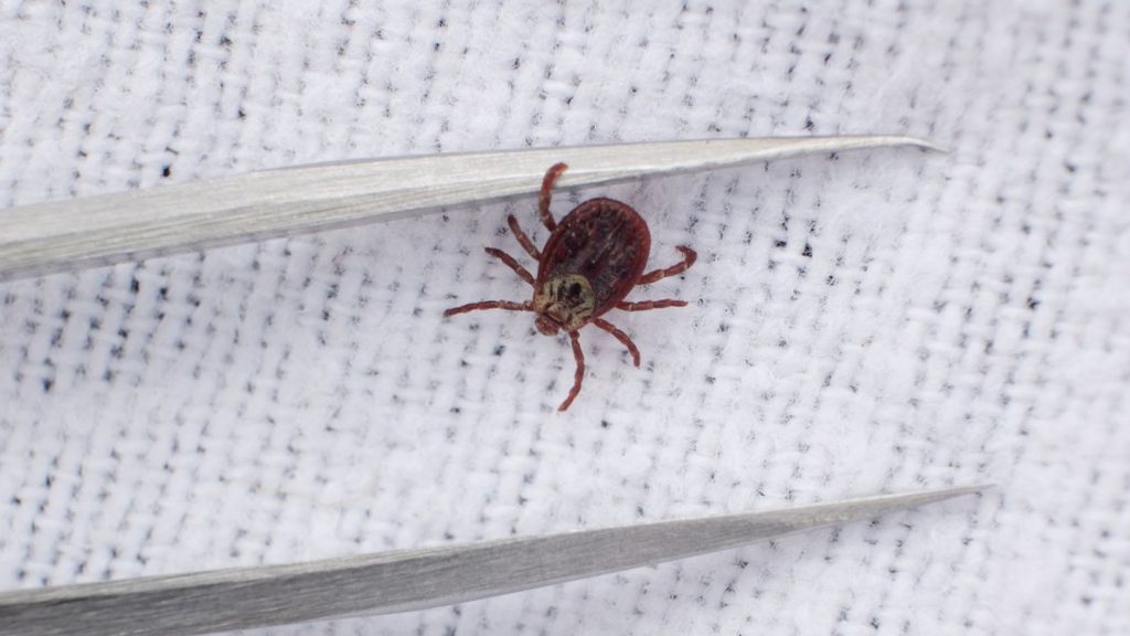 Gesundheit: Bereits 535 Borreliose‑Fälle in Sachsen - deutlicher Anstieg