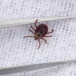 Gesundheit: Bereits 535 Borreliose‑Fälle in Sachsen - deutlicher Anstieg