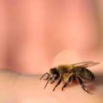 Gut zu wissen: Was wirklich hilft, wenn man von einer Biene gestochen wurde