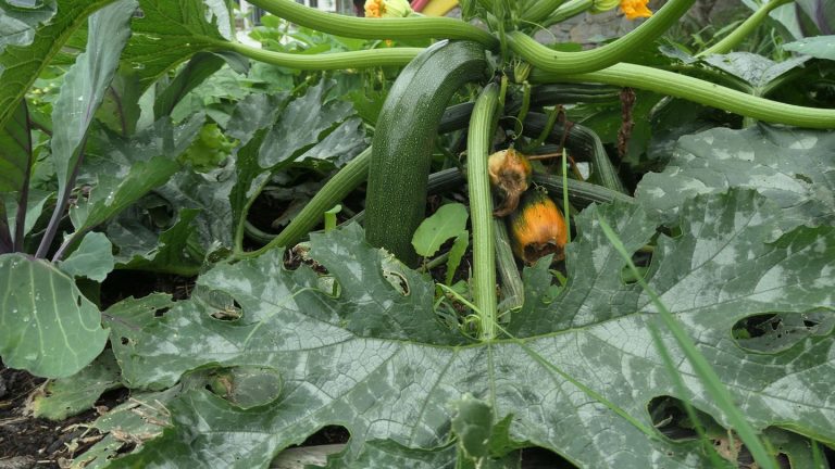 Gartenarbeit: Mehltau bekämpfen: Fünf Hausmittel gegen den lästigen Pilzrasen