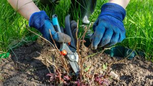 Kraut & Dübel: Bosch Akku-Gartenschere für 76 statt 107 Euro: Garten-Angebote am Freitag