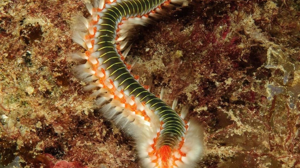 Reisen in Europa: Diese gefährlichen Tiere sind echte Urlaubsverderber