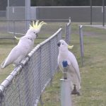 Tierische Tüftler: Kakadus in Australien knacken öffentlichen Trinkbrunnen