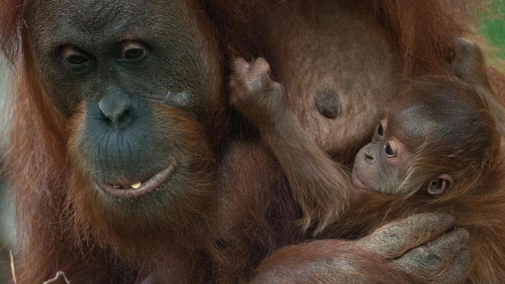 Technischer Defekt: Affen ausgebrochen – Frankfurter Zoo geräumt