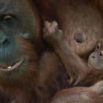 Technischer Defekt: Affen ausgebrochen – Frankfurter Zoo geräumt