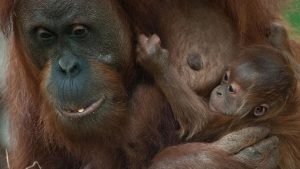 Technischer Defekt: Affen ausgebrochen – Frankfurter Zoo geräumt