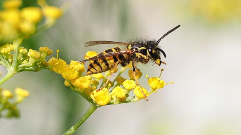 Natürliche Abwehr: Diese duftenden Pflanzen haben eine abschreckende Wirkung auf Wespen