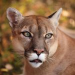Geiseltalsee im Saalekreis: Behörden suchen nach Raubtier: Ist ein Puma in Sachsen-Anhalt unterwegs?